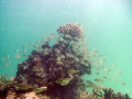   love how every thing looks centered around this one little lump coral so full life Abrolhos Islands  